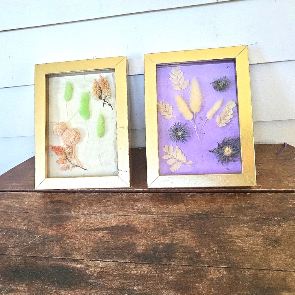 Dried Flower Taxidermy Framed Shadow Box Art Set of 2